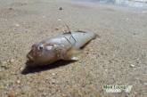 Пляжи николаевского курорта завалило десятками тонн дохлой рыбы