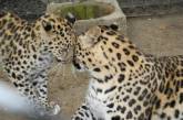 В Николаевском зоопарке родился 47-й по счету амурский тигренок