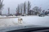 В Николаеве разыскивается хозяин потрявшейся "кавказской овчарки"