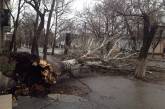 В Николаеве ветер свалил 45 деревьев: спасатели ликвидируют последствия
