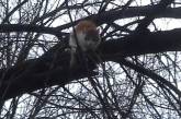 Николаевские МЧСники спасли кота, прожившего на дереве неделю