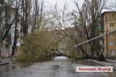 В Николаеве рухнувшее дерево полностью заблокировало проезд по ул. Генерала Карпенко