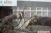 «Там, где клен шумит»: в центре Николаева на контактную сеть трамваев рухнуло огромное дерево