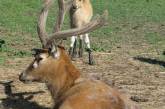 В заповеднике Аскания-Нова родился один из самых редких оленей Земли