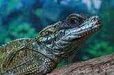 Коллекция Николаевского зоопарка пополнилась двадцатью шестью видами рептилий 