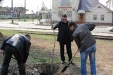 Работники Государственной экологической инспекции в Николаевской области ко Дню окружающей среды посадили в городе белую акацию