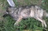 В Николаеве неизвестные отравили собак: трупы не убирают второй день