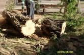 Николаевцы пожаловались, что в их дворе срубили живое дерево: "Чиновники решили сделать запасы дров на зиму"
