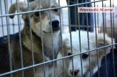 На выставке беспородных собак в Николаеве четыре питомца нашли своих хозяев