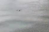 В акваторию порта «Ника-Тера» заплыл дельфин. ВИДЕО