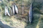 В Коблево браконьер наловил краснокнижной рыбы на 203 тысячи гривен