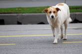 Возле николаевской школы неизвестные отравили собак: животные умирали на глазах у детей