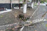 В центре Николаева на бойца «Правого сектора» упало сухое дерево