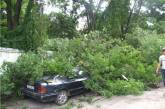 В Одессе упавшее дерево накрыло 4 автомобиля (фото)