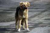 За три месяца на улицах Николаева отловили 613 собак
