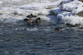 Крепкие морозы не смогли «сковать» льдом бурные потоки воды на мигейских порогах. ФОТО