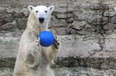 Зимние забавы белого медведя Нанука в Николаевском зоопарке. ВИДЕО
