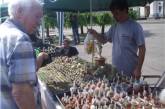 В начале сентября на Куликовом Поле Одессы пройдет всеукраинская выставка кактусов
