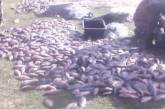 В Очаковском районе рыбоохрана задержала браконьеров, выловивших почти 1700 серебристых карасей