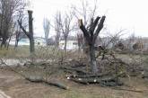 В Николаеве изуродовали очередной парк: под видом «обрезки веток» уничтожены деревья