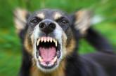 «Умирать будем тихо»: укушенная бродячей собакой жительница Николаева жалуется на бездействие властей
