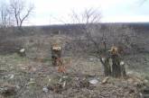В Николаевской области массово вырубают лесополосы: «Мы стоим на грани экокатастрофы...»
