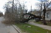 В центре Николаева на тротуар рухнуло дерево