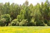 На Николаевщине чиновник выдал незаконное разрешение на вырубку 3,5 гектара государственного леса