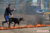 В Николаеве проходит выставка собак. ФОТОРЕПОРТАЖ. ВИДЕО