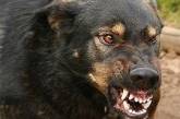 В Николаеве бродячая собака напала на двухлетнего ребенка и укусила его мать