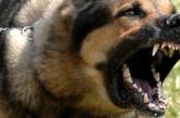 В Николаеве очередной случай нападения: бродячие собаки покусали парня