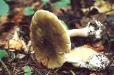 В Херсонской области три человека умерли, отравившись грибами