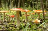 В Николаевской области за три дня грибами отравились 4 человека, из них трое детей
