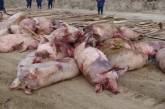 Эпидемия африканской чумы свиней в Николаевской области расширяется