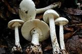 В Николаевской области отравилась грибами 17-летняя девушка