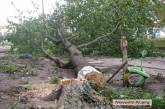 В Николаеве массово рубят деревья во дворах: машина дров стоит около 4 тысяч