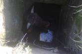 Нелегкая это работа: в Вознесенске спасатели вытаскивали бычка из трехметрового колодца. ФОТО
