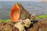 Ученые призывают уничтожать рапанов в Одесском заливе