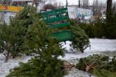 В Николаеве изъяли хвойных деревьев на 18 тыс. грн.