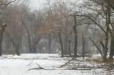 Николаевские «лесорубы» добрались уже и до парков