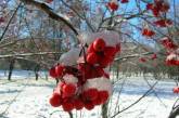 В Николаев пришла зима: на завтра обещают снег и гололед