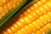 На Николаевщине предупредили незаконный экспорт в Панаму партии кукурузы стоимостью 4,7 млн грн