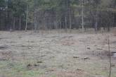 На Николаевщине неизвестные массово вырубают лес