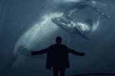 Задержанных кураторов суицидальной игры "Синий кит" отпустили на свободу, - СМИ