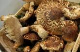 В Херсонской области семья отравилась грибами