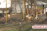 В Николаеве  агрессивная стая собак нападает на людей — городские власти бездействуют