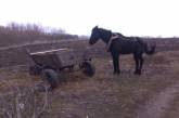 На Николаевщине молодчики украли лошадь с телегой и ограбили магазин, взяв еду и алкоголь