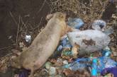 В санитарной зоне николаевского водохранилища устроили свалку с трупами животных