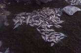 На Николаевщине поймали браконьеров, выловивших рыбы на 40 тыс грн
