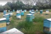 На Николаевщине зафиксирована массовая гибель пчел 